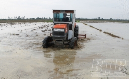 Vũ Thư: Năng suất lúa xuân bình quân ước đạt trên 70 tạ/ha
