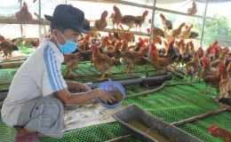 Vũ Thư: Tập huấn biện pháp phòng, điều trị một số bệnh mới phát sinh trong chăn nuôi