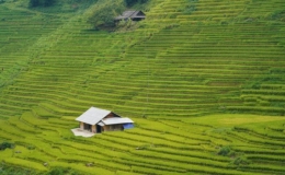 Báo Ấn Độ ca ngợi "tác phẩm điêu khắc" ruộng bậc thang Sa Pa