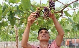 Các giống nho chính của Ninh Thuận
