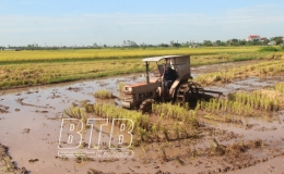 Chủ động các điều kiện cho sản xuất vụ mùa