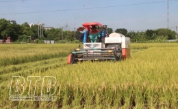 Hẹn với mùa vàng