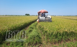 Mùa vàng trên những cánh đồng liên kết ở Kiến Xương