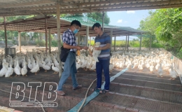 Nghiệm thu mô hình chăn nuôi vịt thương phẩm cao sản an toàn sinh học