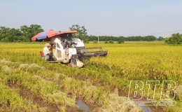 Quỳnh Phụ: Khẩn trương thu hoạch lúa xuân