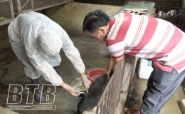 Quỳnh Phụ: Phấn đấu 70% tổng đàn chó mèo được tiêm vắc-xin phòng bệnh dại