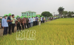 ThaiBinh Seed: Tiên phong đồng hành cùng đại điền