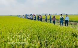 Thay đổi tư duy sản xuất lúa