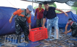 Thụy Liên: Nông dân vượt khó phát triển kinh tế