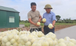 Biến đất hoang thành nông trại tiền tỷ