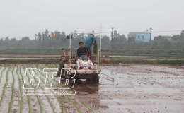 Chủ động sản xuất vụ mùa