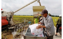 Đông Hưng: Vụ xuân thắng lợi