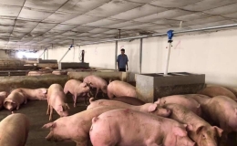 Giá lợn hơi biến động trái chiều, cao nhất 71.000 đồng/kg
