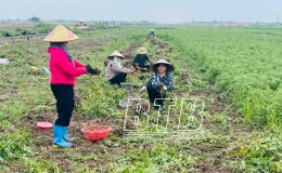Hiệu quả cây màu hè ở Hưng Hà