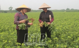 HTX DVNN Điệp Nông: “Ngôi sao hợp tác xã” năm 2024