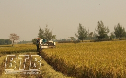 Những nông dân “ôm” đất “dệt” mùa vàng