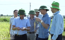 Quỳnh Phụ: Năng suất lúa vụ xuân năm 2024 ước đạt trên 72 tạ/ha