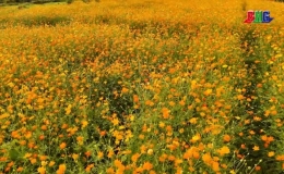 Rực rỡ Đảo hoa thiên đường