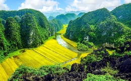 Sắc vàng Tam Cốc - Tràng An