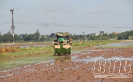 Thái Bình: Gieo cấy 3.900ha lúa mùa