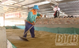 Thái Bình: Thu hoạch gần 60% diện tích lúa xuân