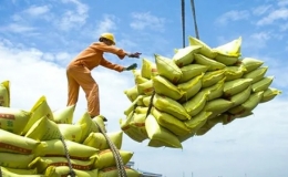 5 tháng đầu năm, giá gạo xuất khẩu giảm gần 19%
