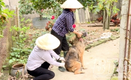 An Khê: Làm tốt công tác phòng bệnh dại cho chó, mèo