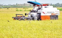 Bảo đảm an toàn sản xuất lúa hè thu