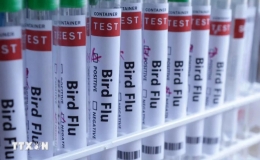 Campuchia ghi nhận ca tử vong thứ năm do cúm gia cầm H5N1