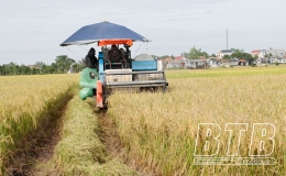 Đông Hưng: Được mùa lúa xuân