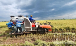 Giải pháp bền vững cho ngành lúa gạo Thái Bình