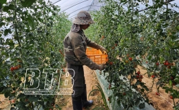 Hệ lụy lớn khi người lao động cư trú bất hợp pháp tại Hàn Quốc