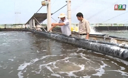 Hiệu quả nuôi tôm công nghệ cao