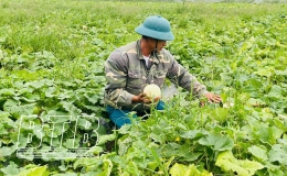 Hiệu quả từ trồng dưa lê trên đất Tây Đô