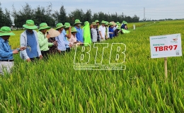 Hội nghị đầu bờ đánh giá giống lúa TBR97, TB99