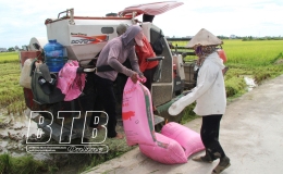 Hưng Hà: Được mùa lúa xuân