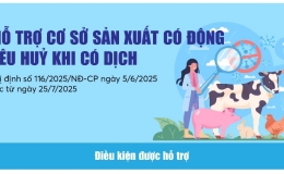 Infographics: Mức hỗ trợ cơ sở sản xuất có động vật tiêu huỷ khi có dịch