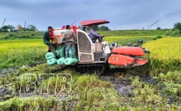 Khẩn trương thu hoạch lúa xuân