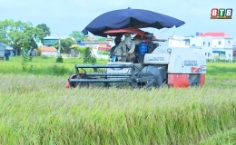 Niềm vui được mùa lúa xuân