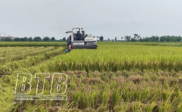 Quỳnh Phụ: Đẩy nhanh tiến độ thu hoạch lúa xuân