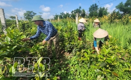 Sản xuất nông nghiệp hữu cơ - hướng đi tất yếu của nông nghiệp hiện đại