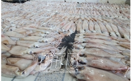 Tạm giữ hơn 3,7 tấn hải sản để xác minh nguồn gốc, chất lượng