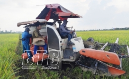 Thái Thụy: Được mùa lúa xuân