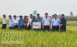 ThaiBinh Seed cần tiếp tục nghiên cứu, lai tạo, cung cấp những giống lúa chất lượng cao cho nông dân