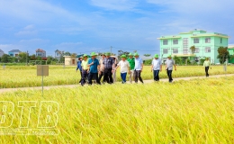 Tham quan, tìm hiểu hoạt động nghiên cứu, khảo nghiệm giống cây trồng tại ThaiBinh Seed