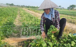 Thu hoạch hơn 18.000ha cây màu xuân và hè
