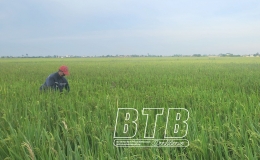 Tiền Hải: Phòng trừ rầy bảo vệ lúa xuân cuối vụ
