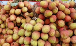 Vải thiều rớt giá