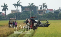 Vũ Thư: Thu hoạch được hơn 2.000 ha lúa xuân