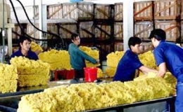 Kim ngạch xuất khẩu cao su giảm 19,2%